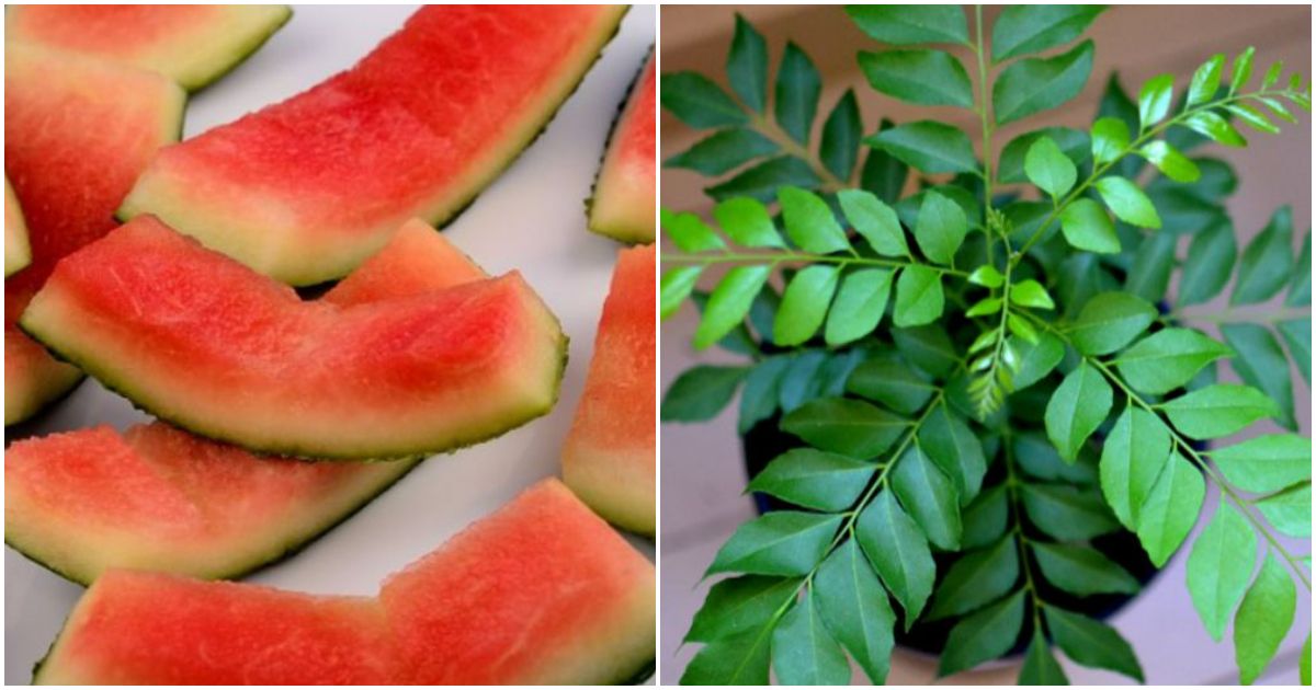 Curry Leaves Cultivation Tip Using Watermelon Peels
