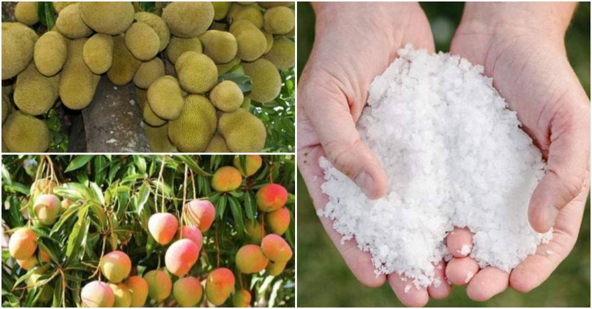 Agriculture Tip To Get More Mangos And Jackfruit Malayalam