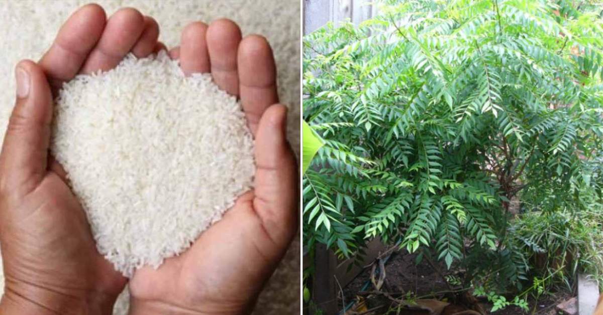 Curry Leaves Cultivation Tip Using Raw Rice