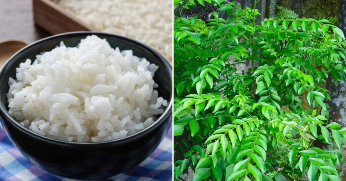 Rice Tips For Curry Leaves Growing Malayalam