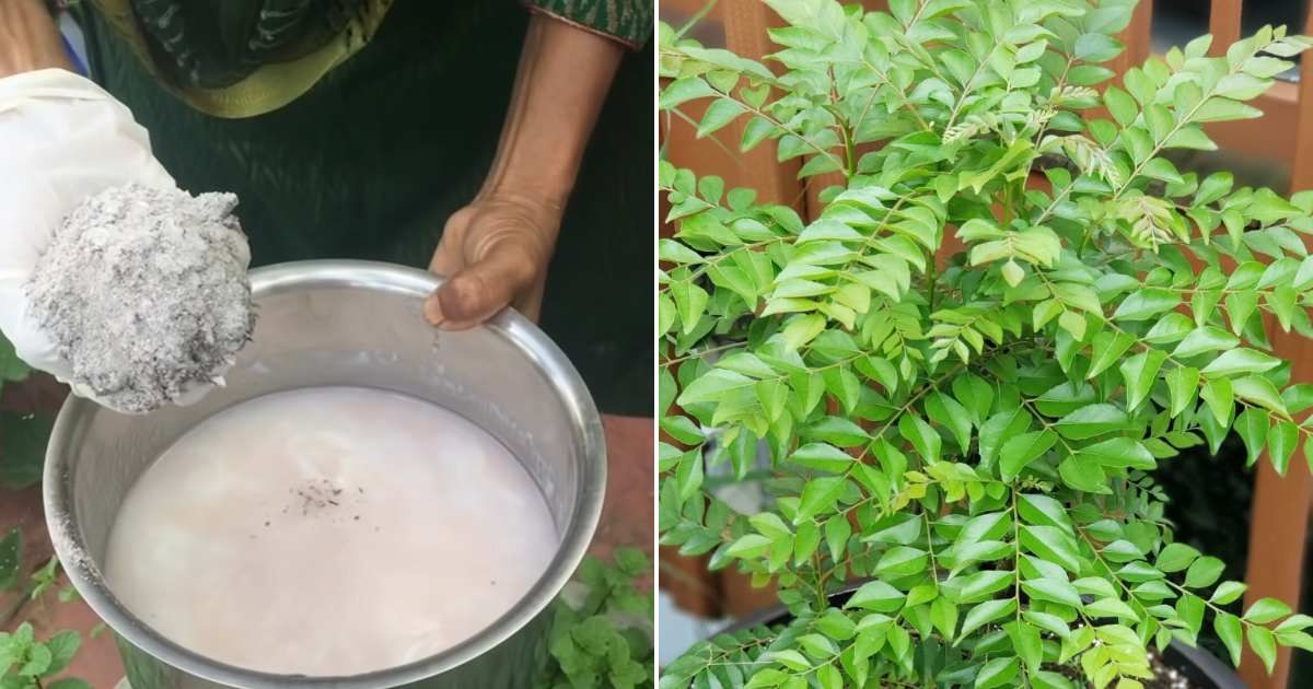 Curry Leaves Farming On Terrace Malayalam
