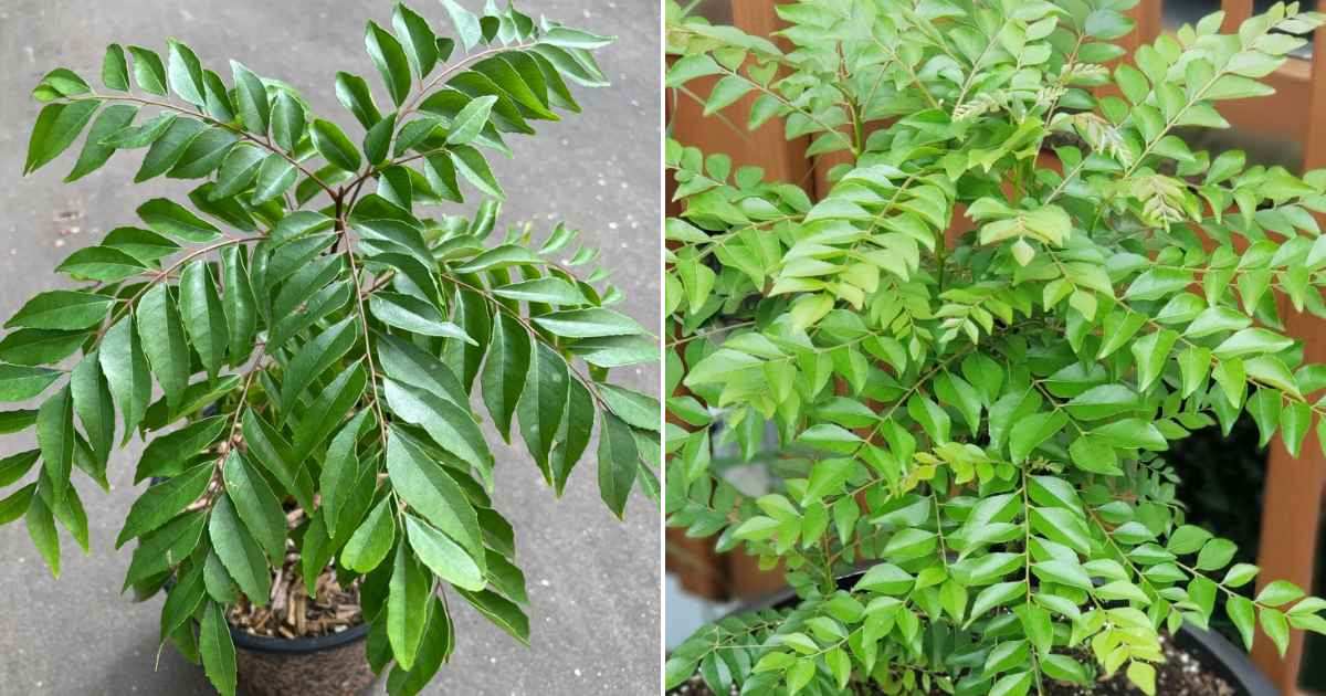Curry Leaves Plant Care Tip Malayalam