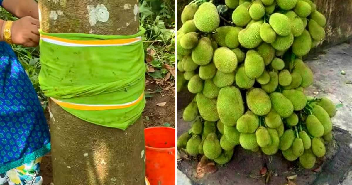Jackfruit Cultivation And Growing Tips Malayalam