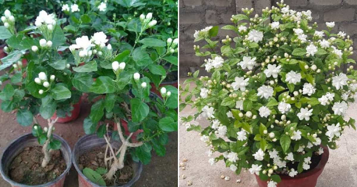 Kuttimulla flowering Tips Malayalam