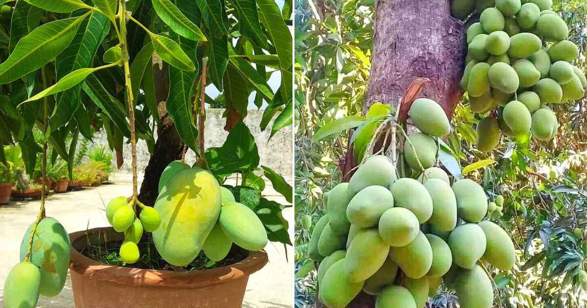 Mango Tree Cultivation Tips Malayalam