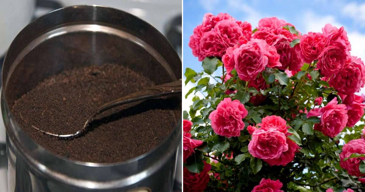 Rose Gardening Tip Malayalam
