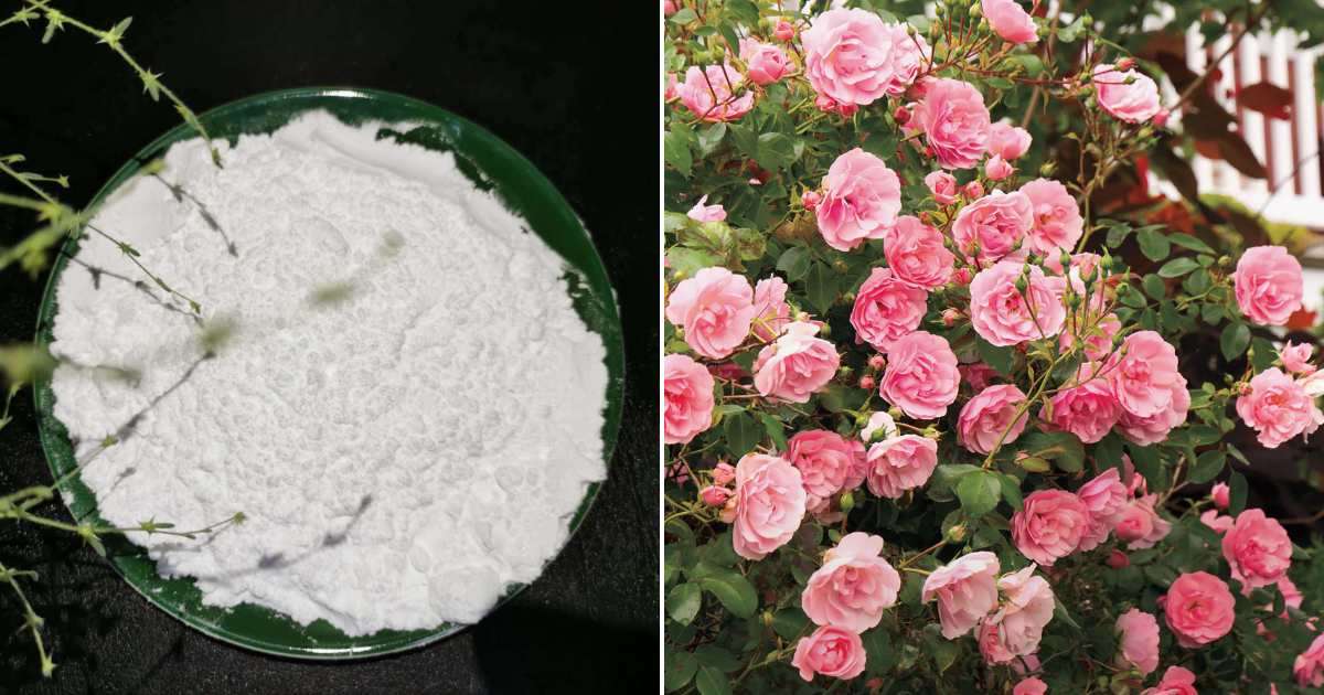 Rose Plant Growing Fertilizer Malayalam