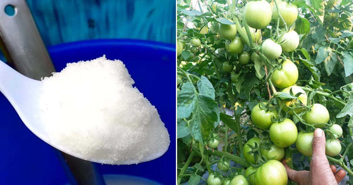 Tomato Farming Tips Malayalam