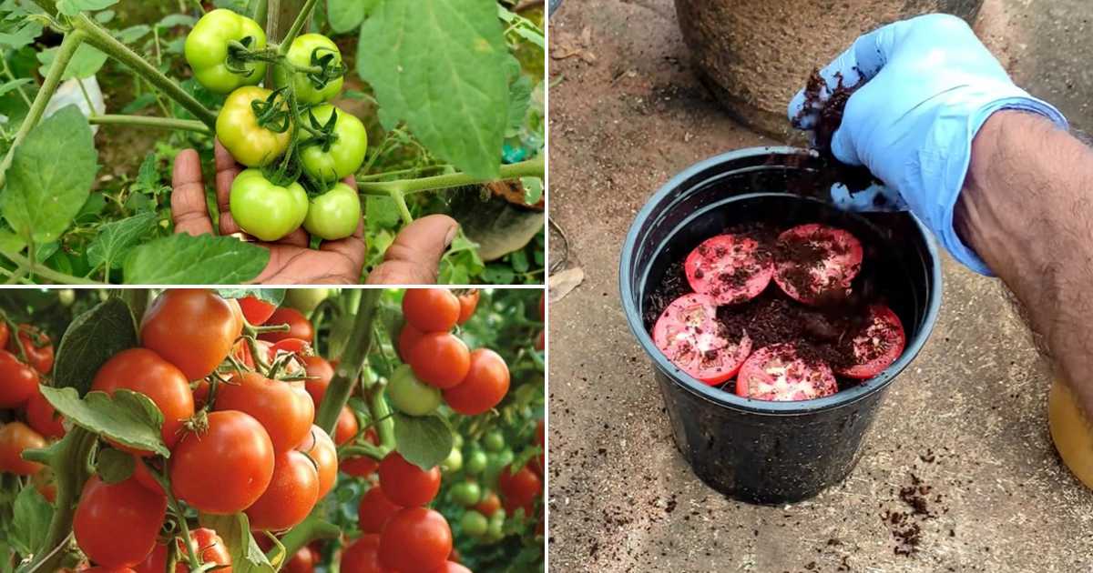 Tomato Plant Fertilizer Malayalam