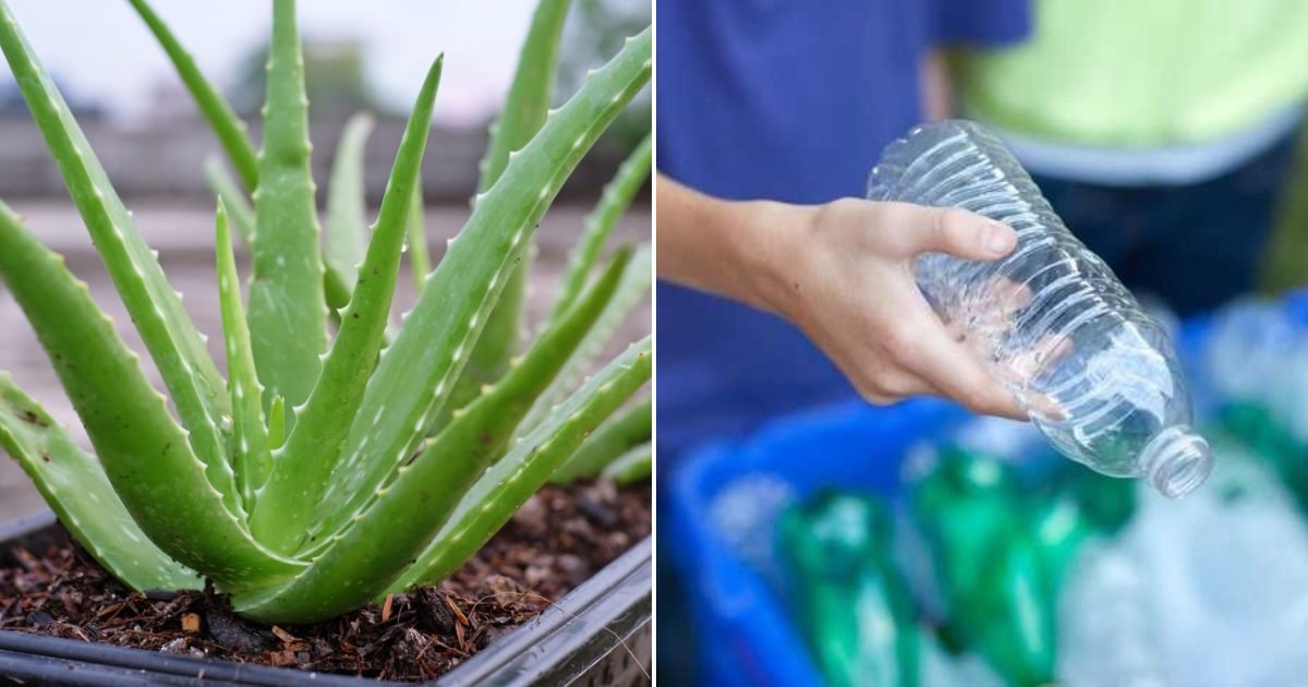 Aloe Vera Cultivation Using Plastic Bottles