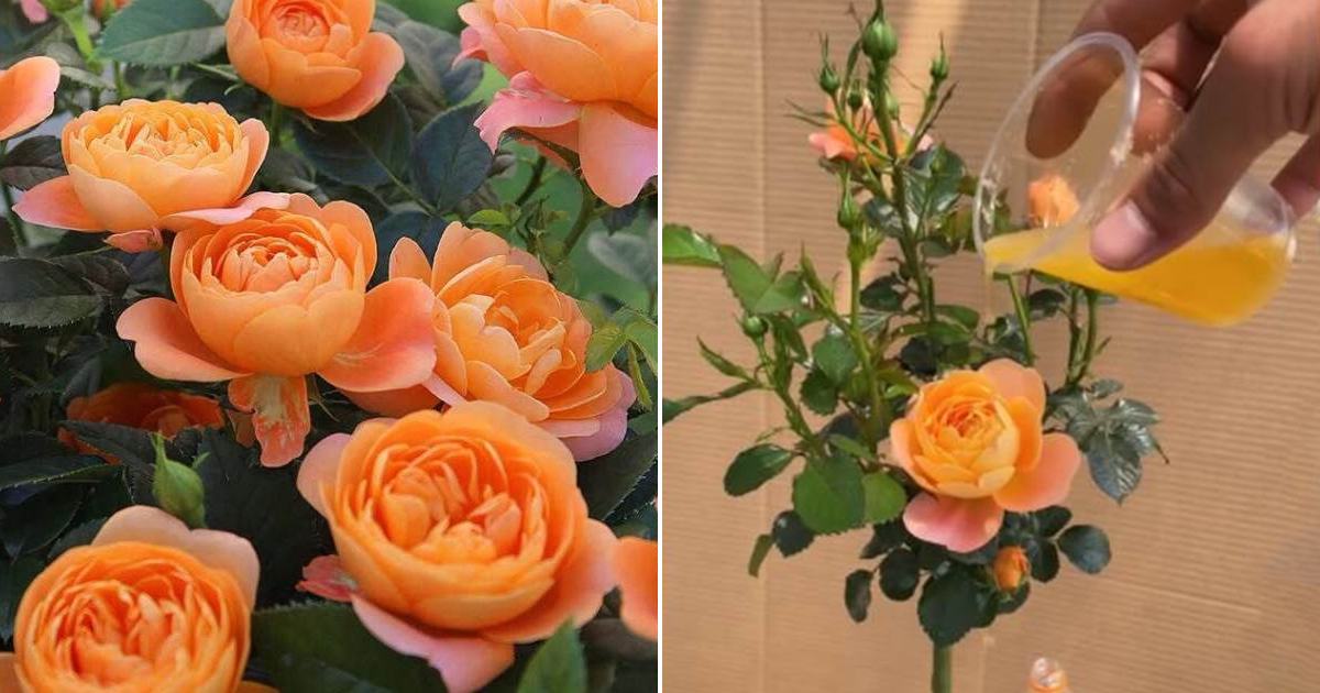 Best Flowering Fertilizer For Roses