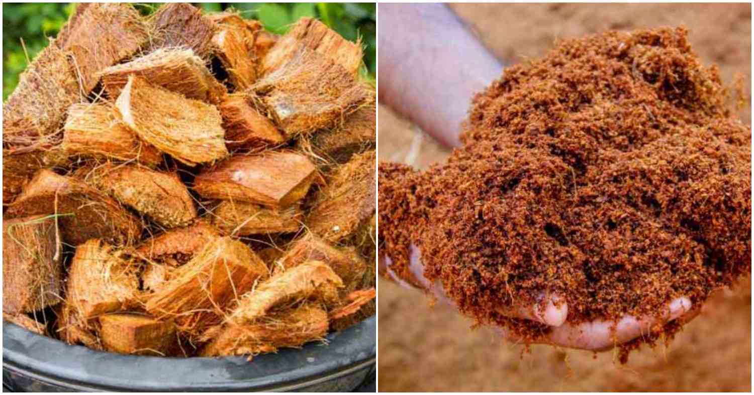 Easy Cocopeat Making At Home