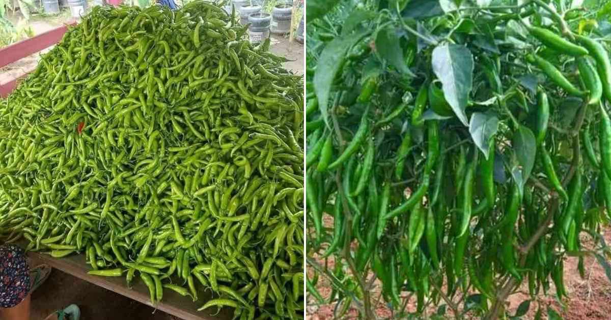 Green Chilli Cultivation Best Tip