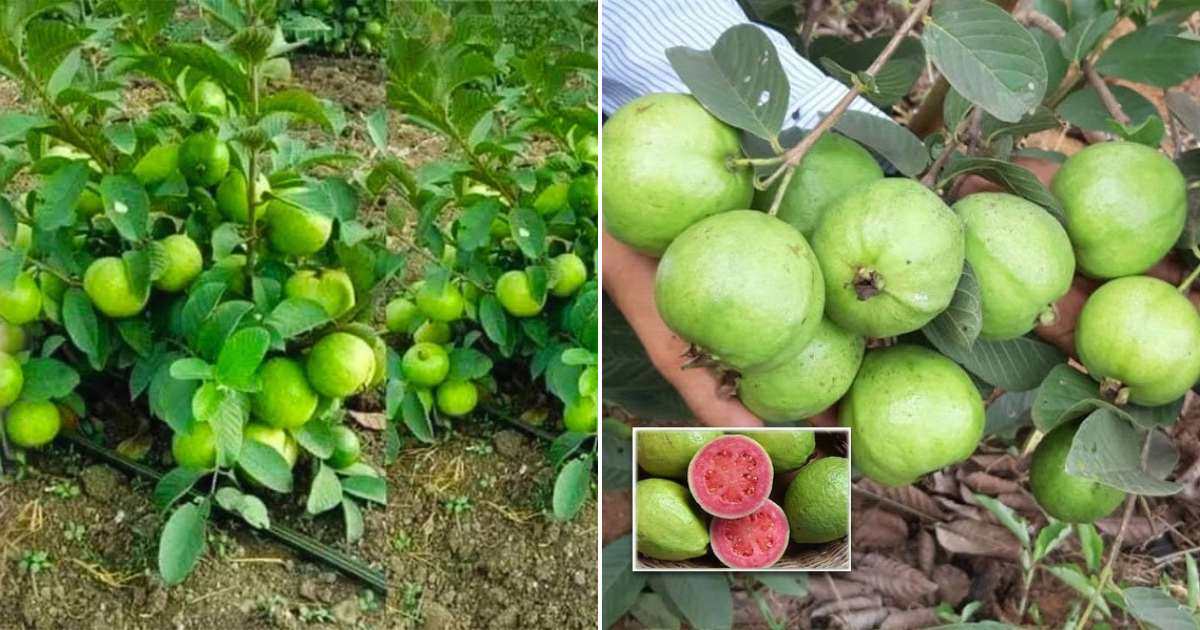 Guava Tree Cultivation Tip