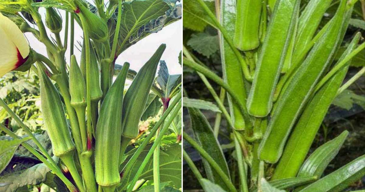 Lady Finger Cultivation