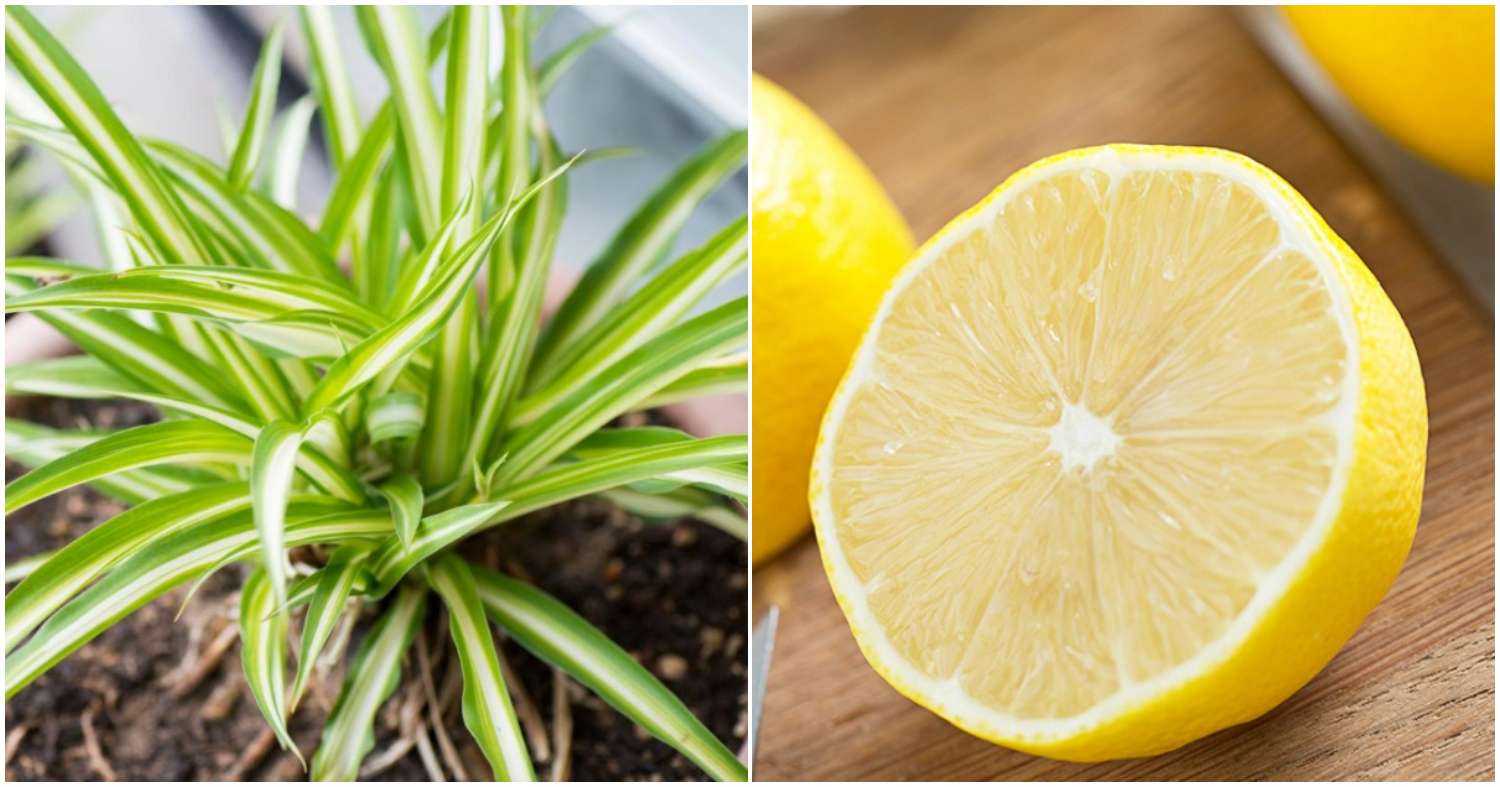 Lemon Fertilizer For Indoor Plants