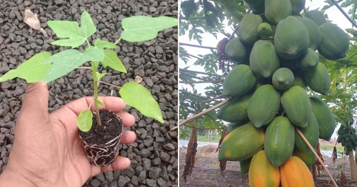 Papaya Cultivation Tip