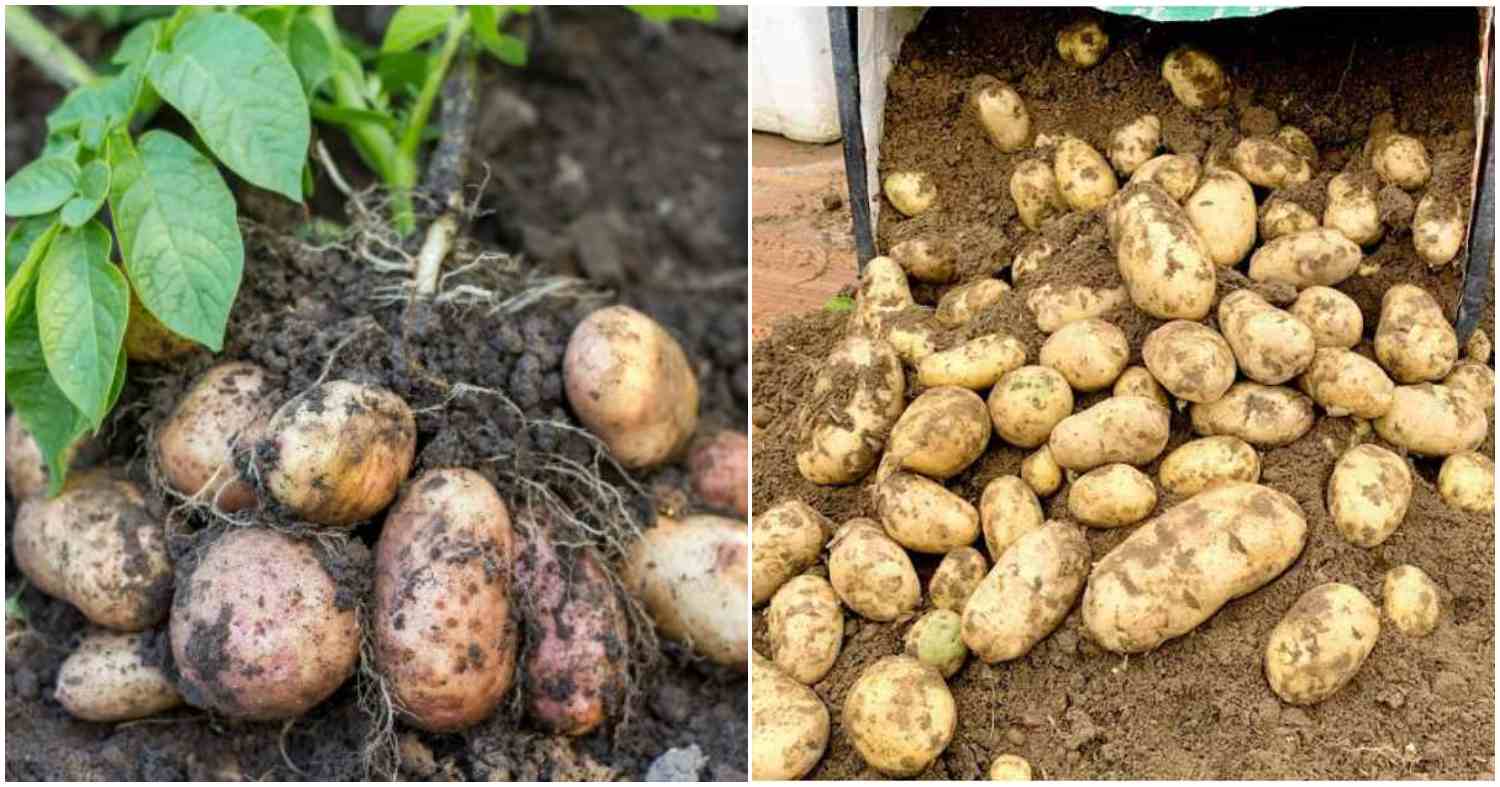Potatoes Cultivation Easily