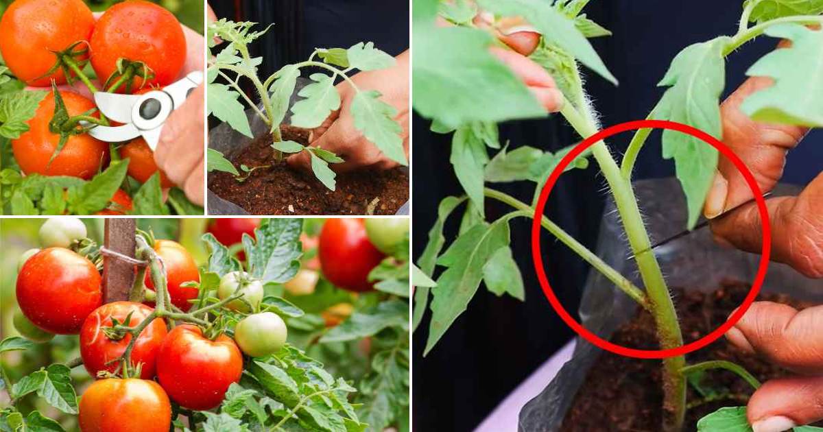 Tomato Pruning Tips