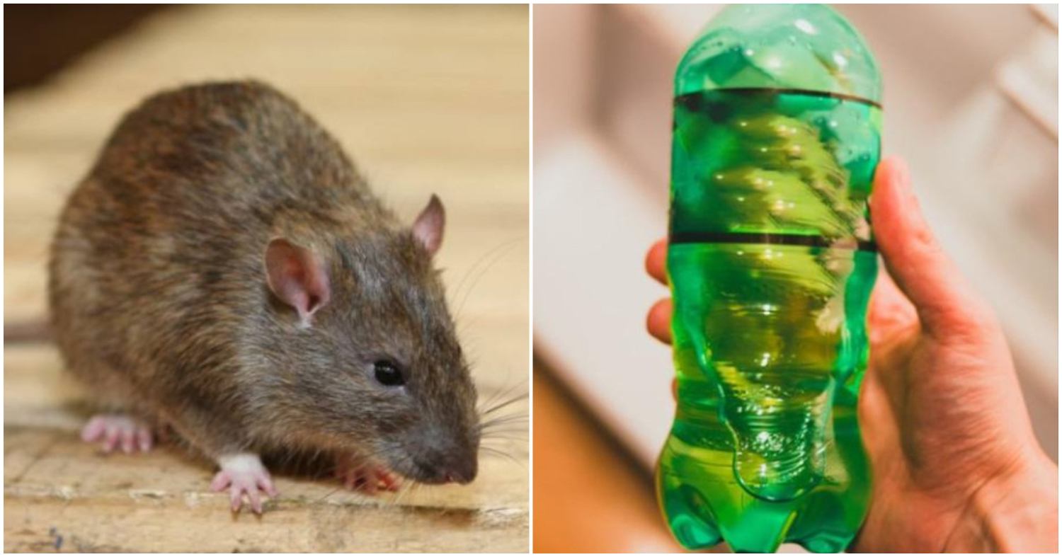 Get Rid Of Rats Using Bottle