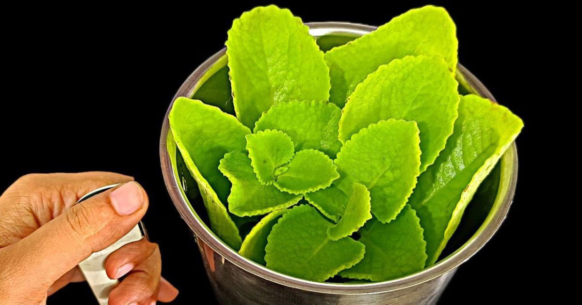 Panikoorka Leaf Chutney Recipe