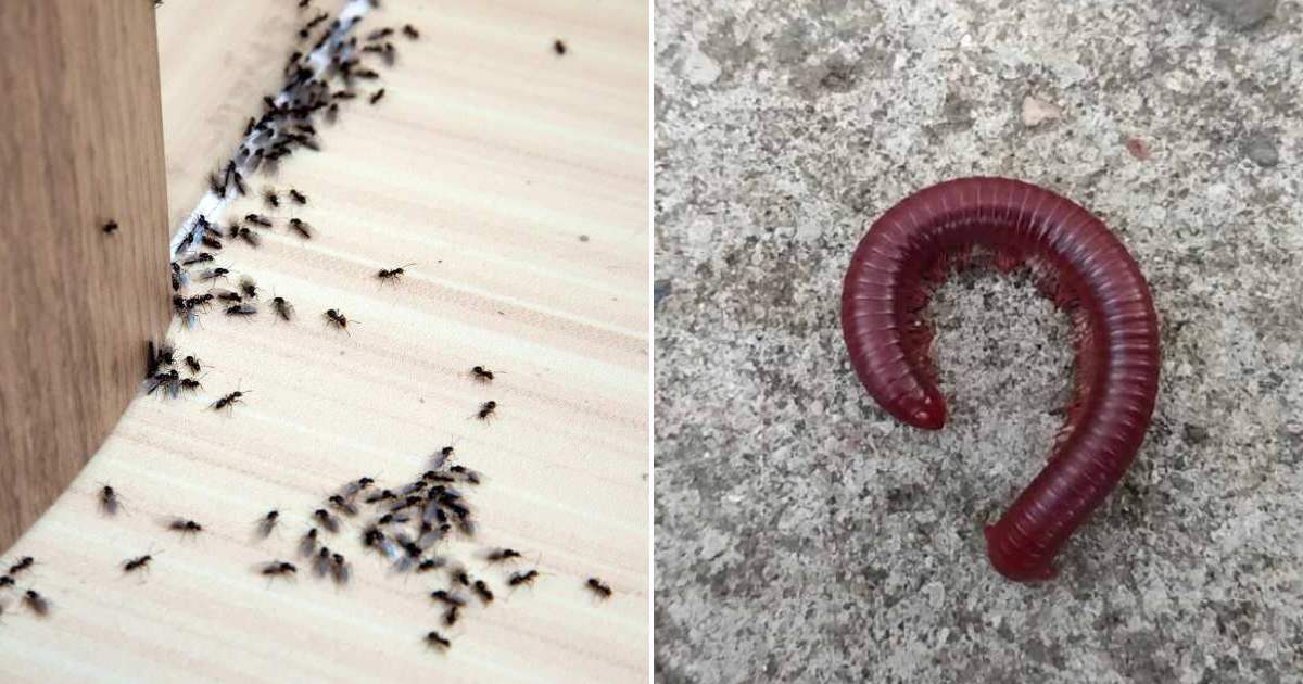 Vinegar Tip To Get Rid of Insects From Home