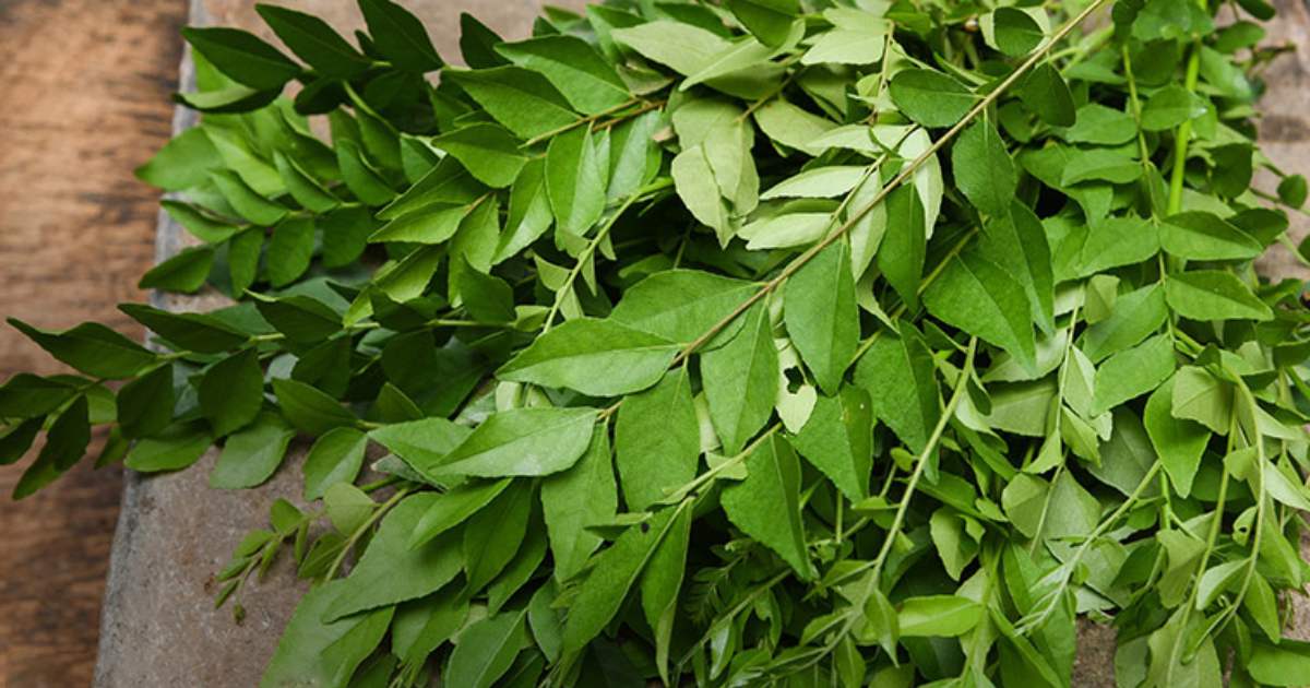 Curry Leaves Storing Tip