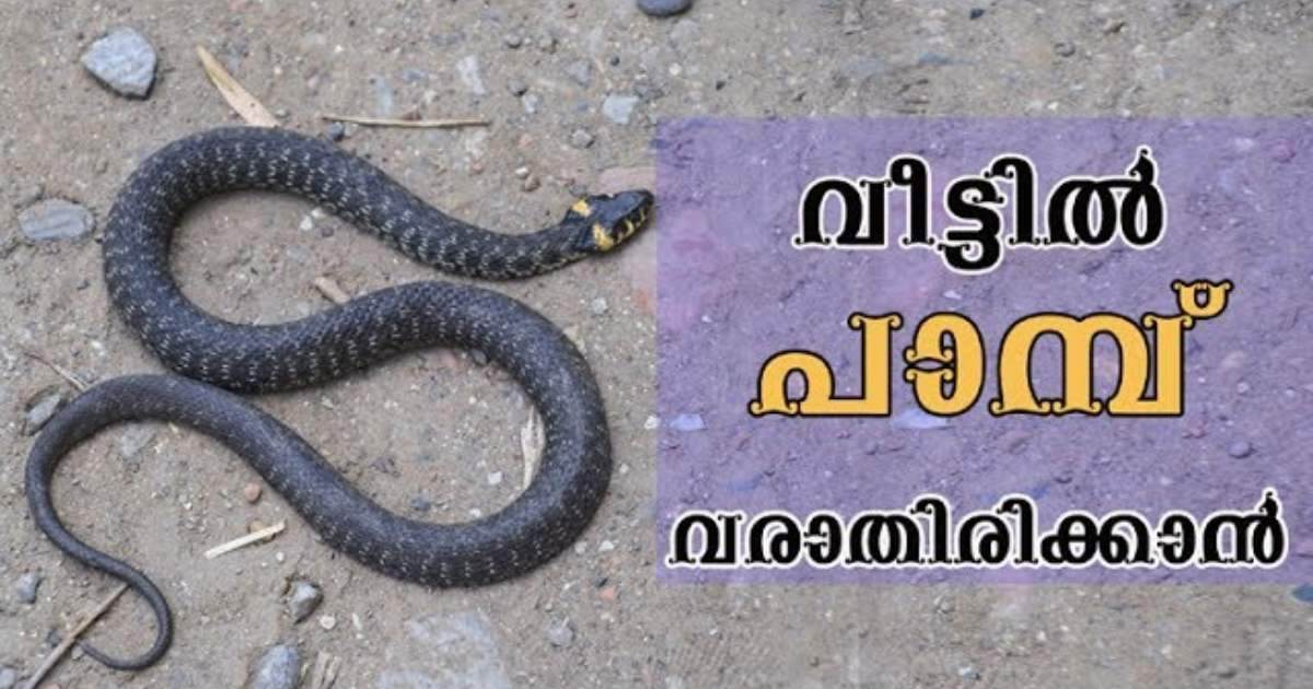 Get Rid Of Snake Away From Home