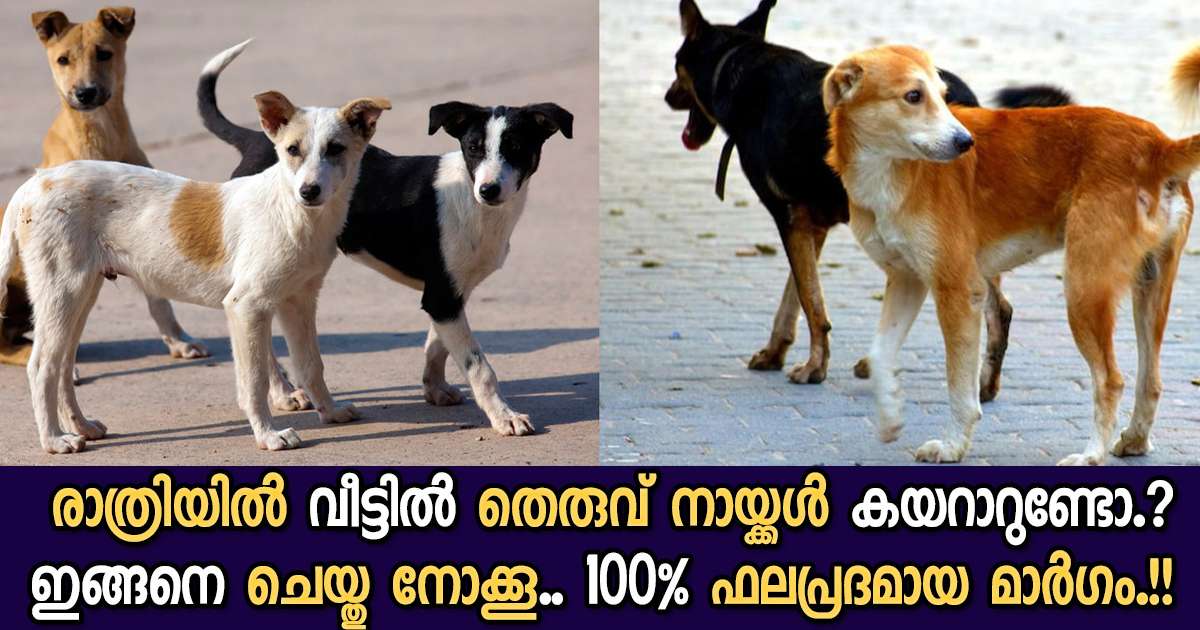 Stay Away Street Dogs From Home