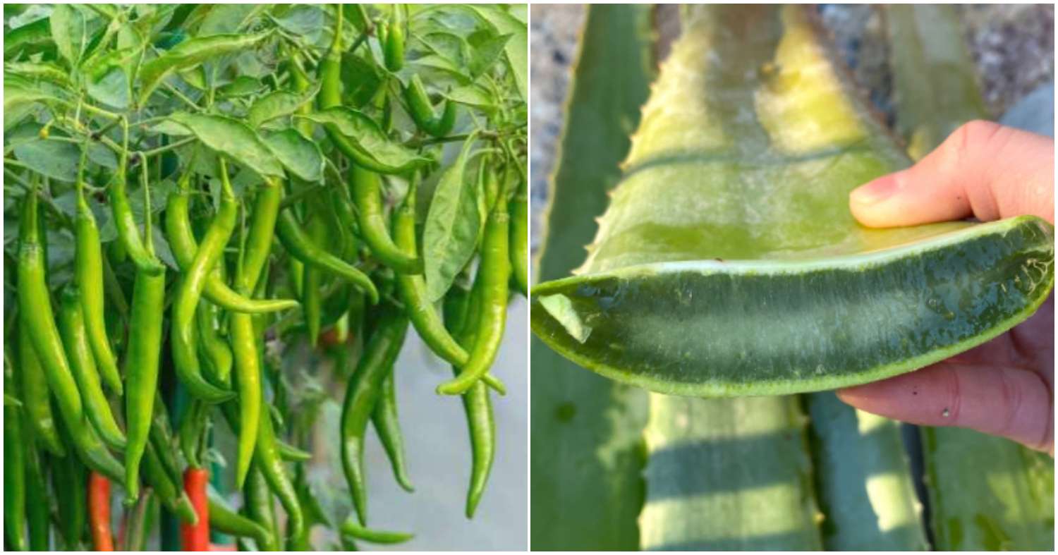 Aloe Vera Uses For Green Chilly Cultivation