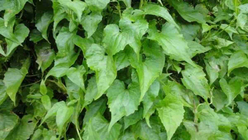 Mikania micrantha health benefits