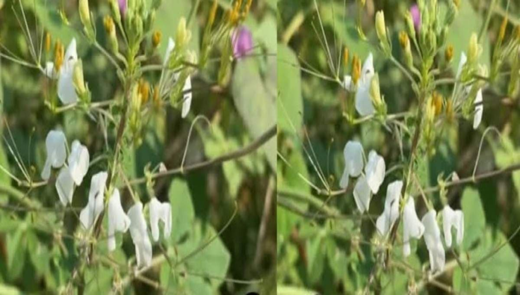 Spider Plant – Health Benefits